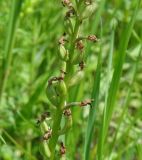 Orchis militaris