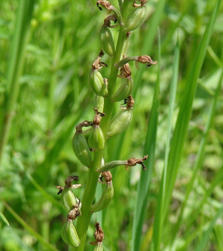 Image of Orchis militaris specimen.