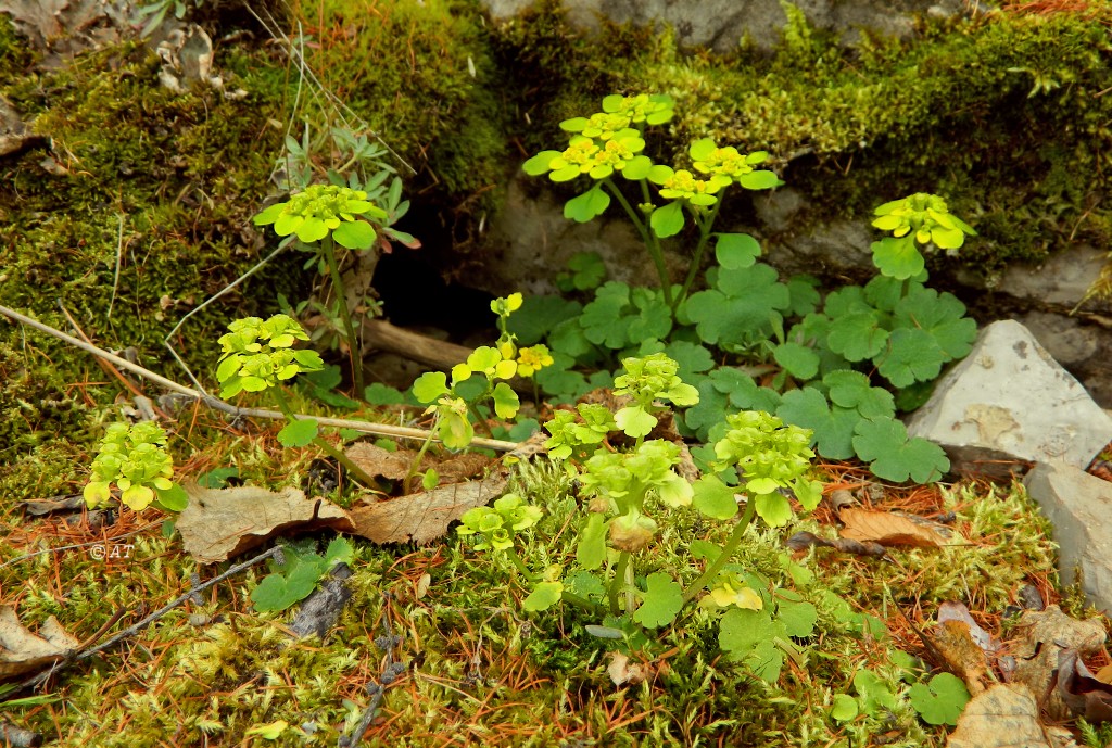 Image of genus Chrysosplenium specimen.