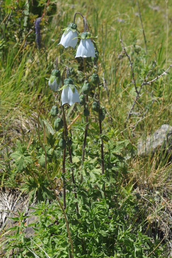 Изображение особи Codonopsis clematidea.