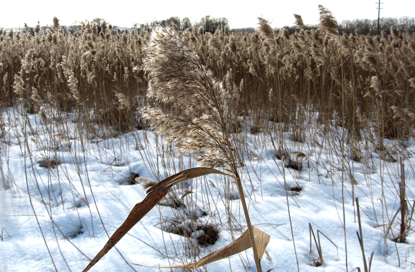 Image of Phragmites australis specimen.