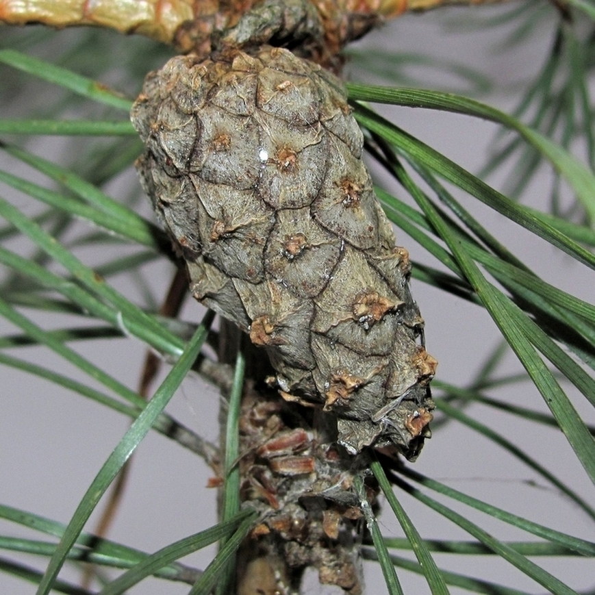 Изображение особи Pinus sylvestris.