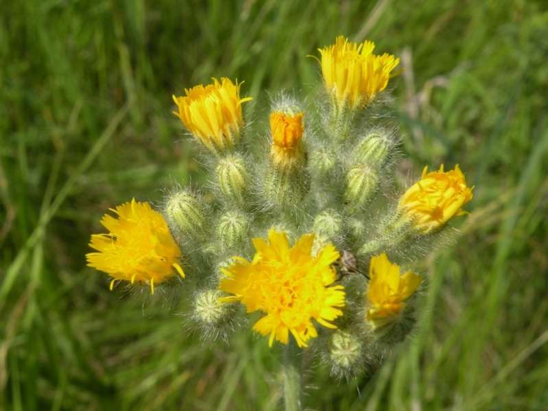 Изображение особи Pilosella echioides.