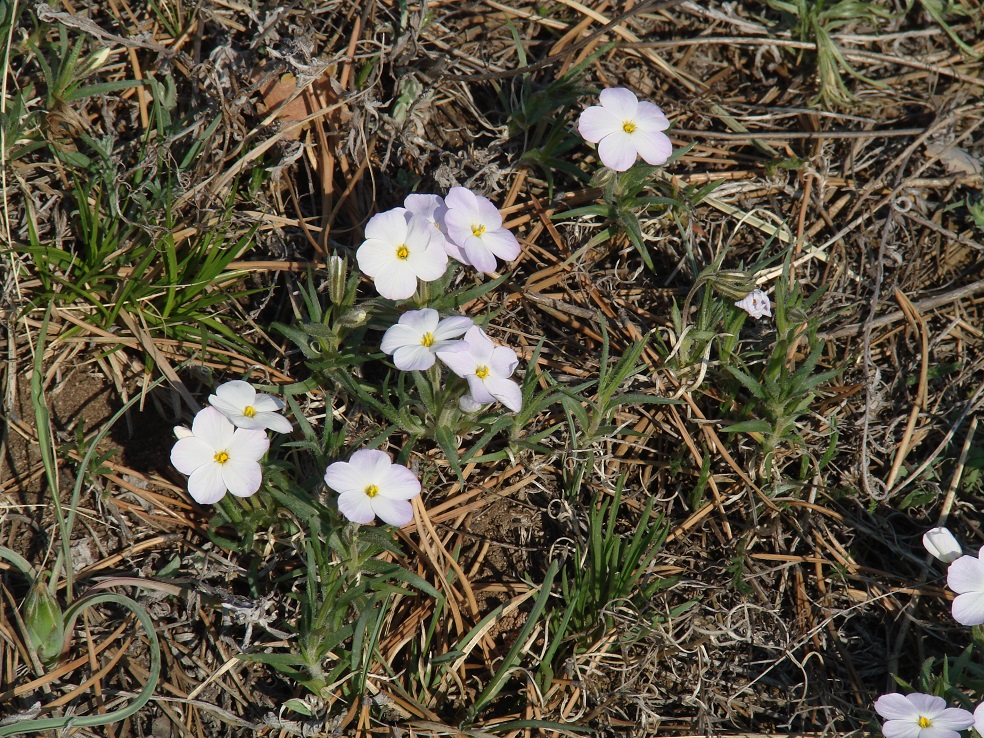 Image of Phlox sibirica specimen.