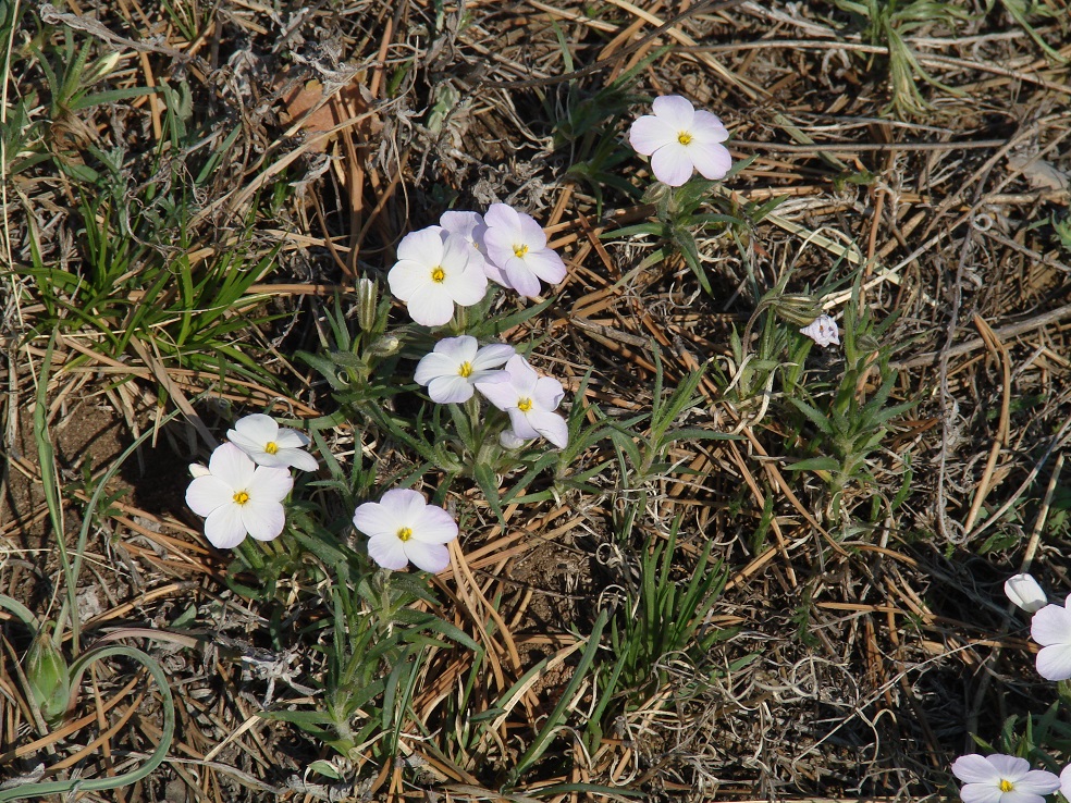 Изображение особи Phlox sibirica.