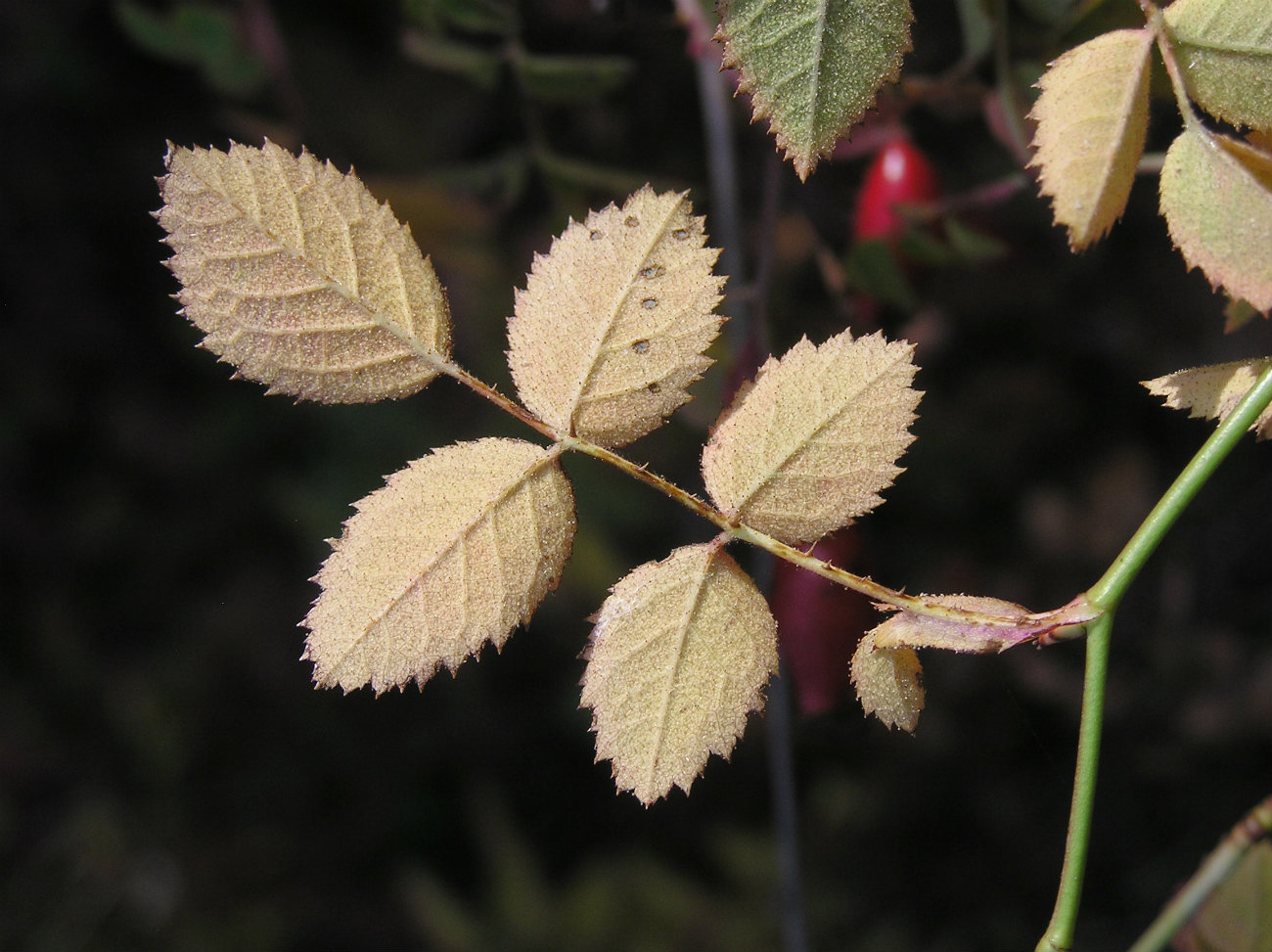 Image of genus Rosa specimen.