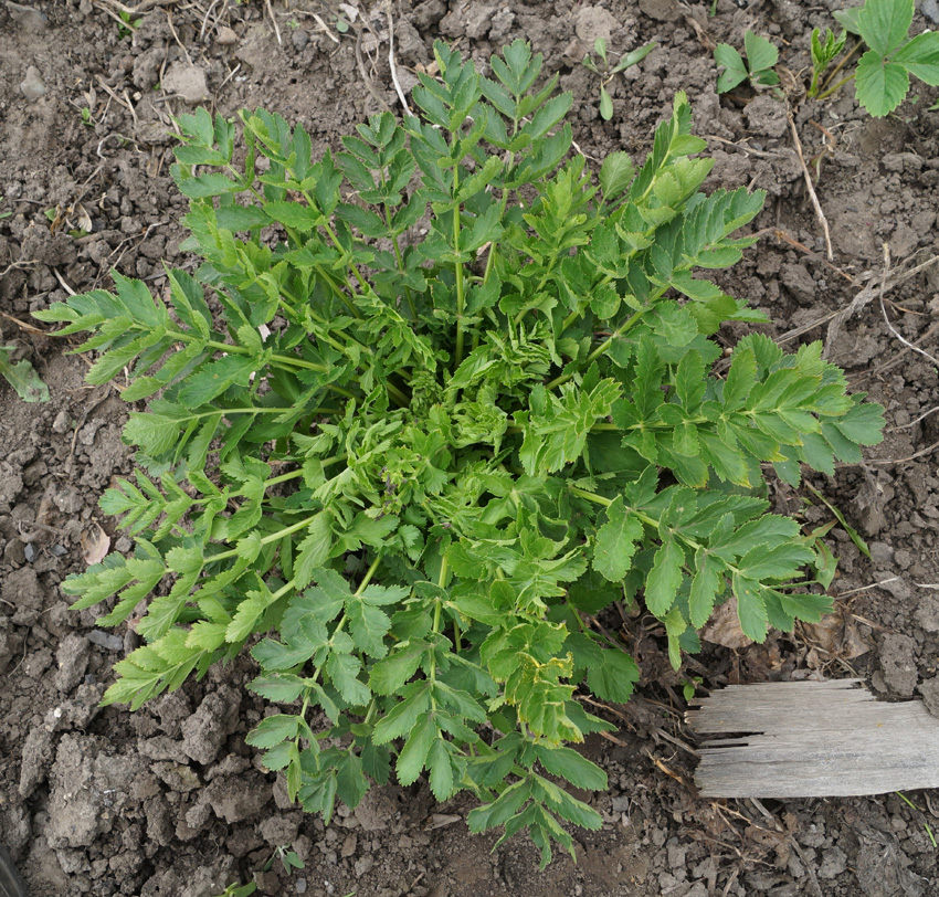 Image of Pastinaca sativa specimen.