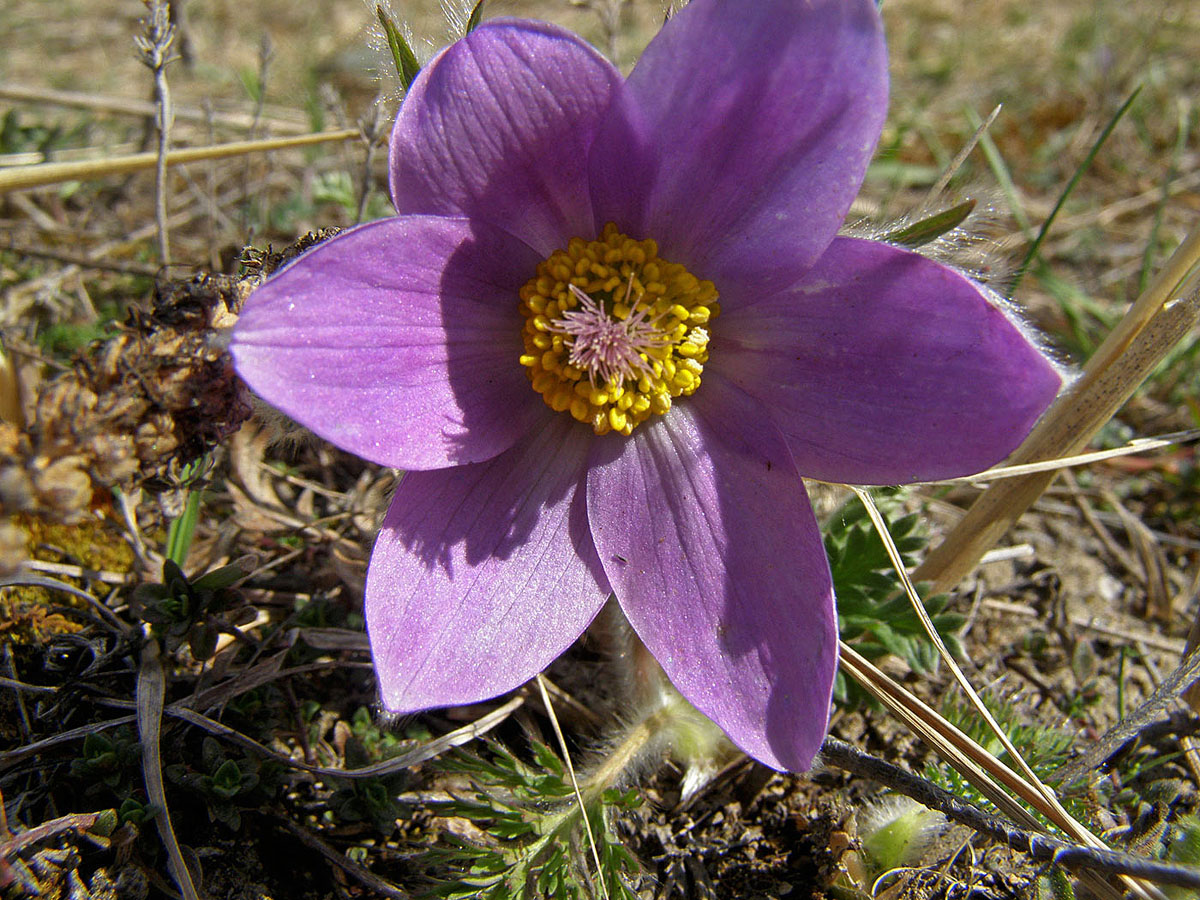 Image of genus Pulsatilla specimen.