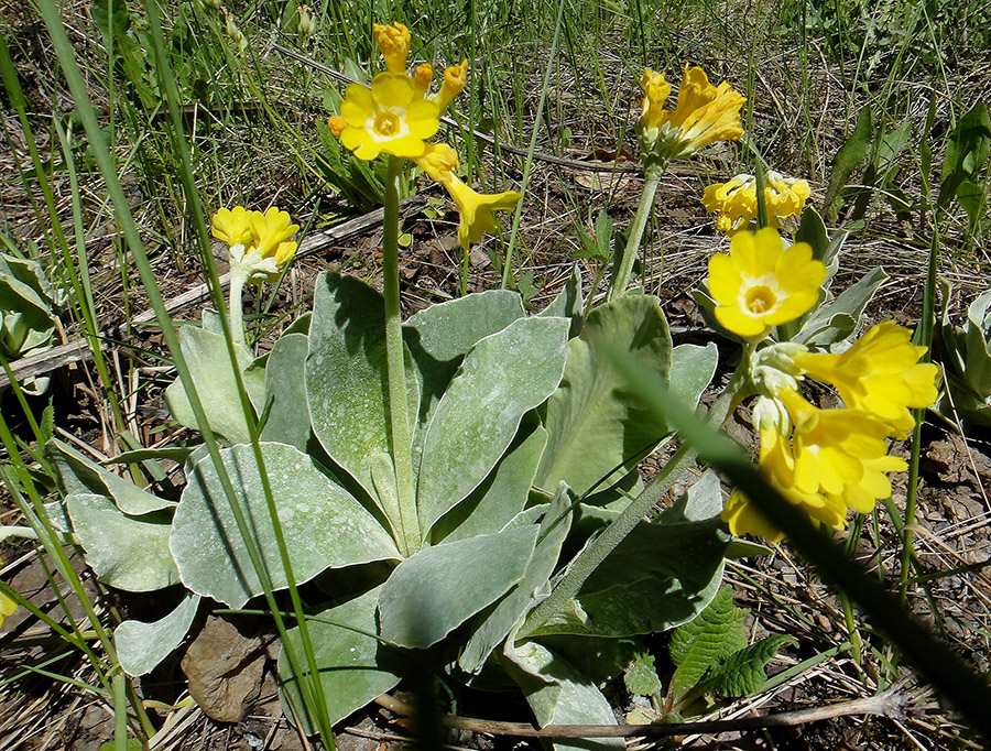 Изображение особи Primula auricula.