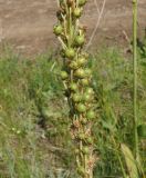 Eremurus altaicus
