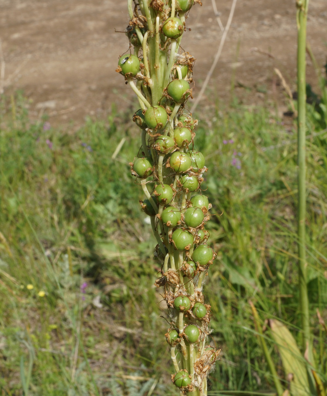 Изображение особи Eremurus altaicus.