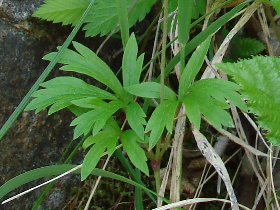 Image of Anemone sylvestris specimen.