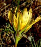 Tragopogon pusillus