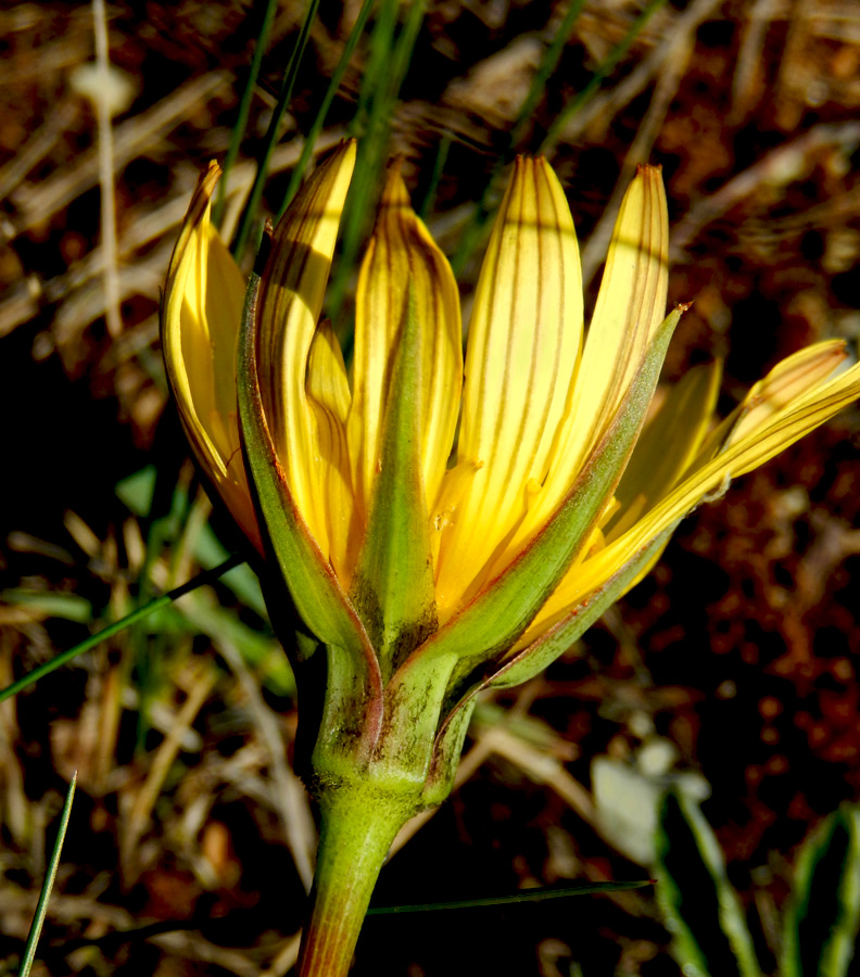 Image of Tragopogon pusillus specimen.