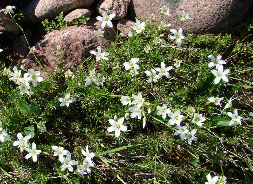 Image of genus Minuartia specimen.