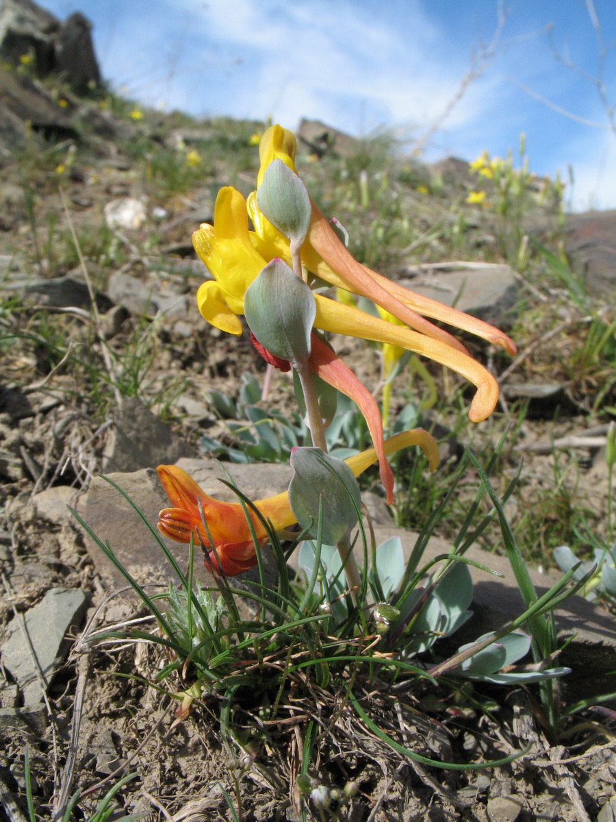 Image of Corydalis sewerzowii specimen.