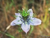 Nigella elata. Цветок. Крым, Симферопольский р-н, июнь 2006 г.