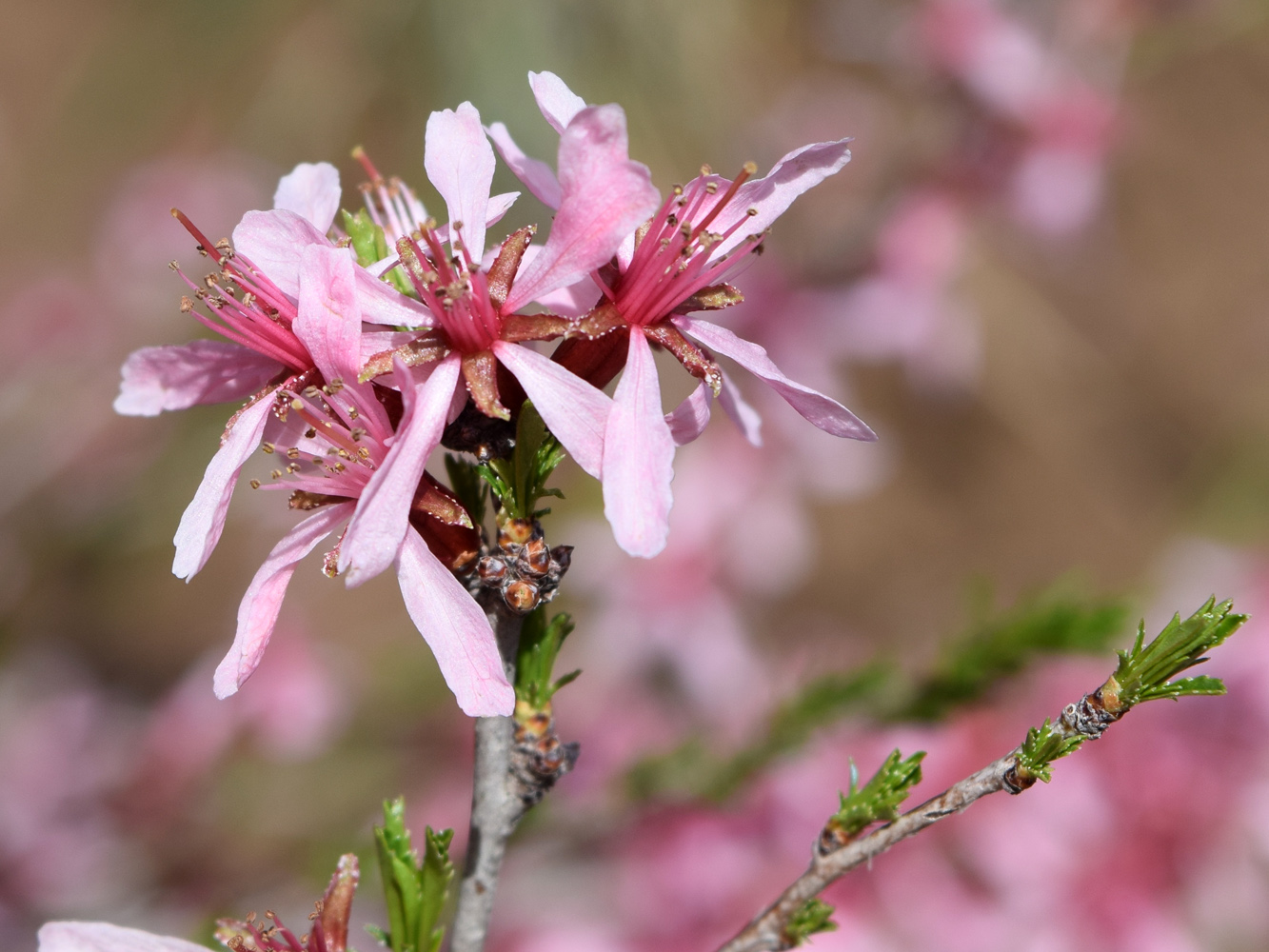 Изображение особи Amygdalus petunnikowii.