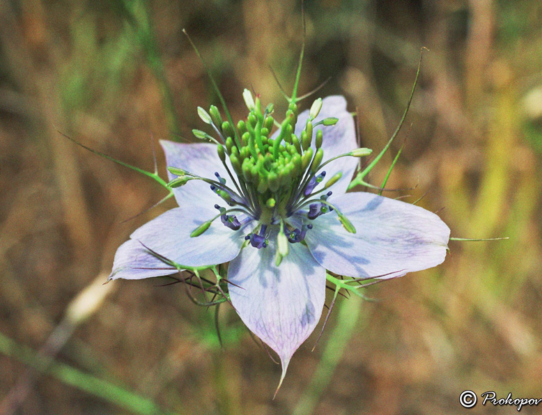 Image of Nigella elata specimen.