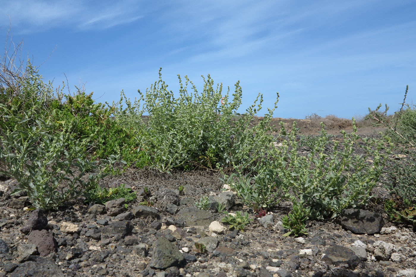 Изображение особи Atriplex semilunaris.