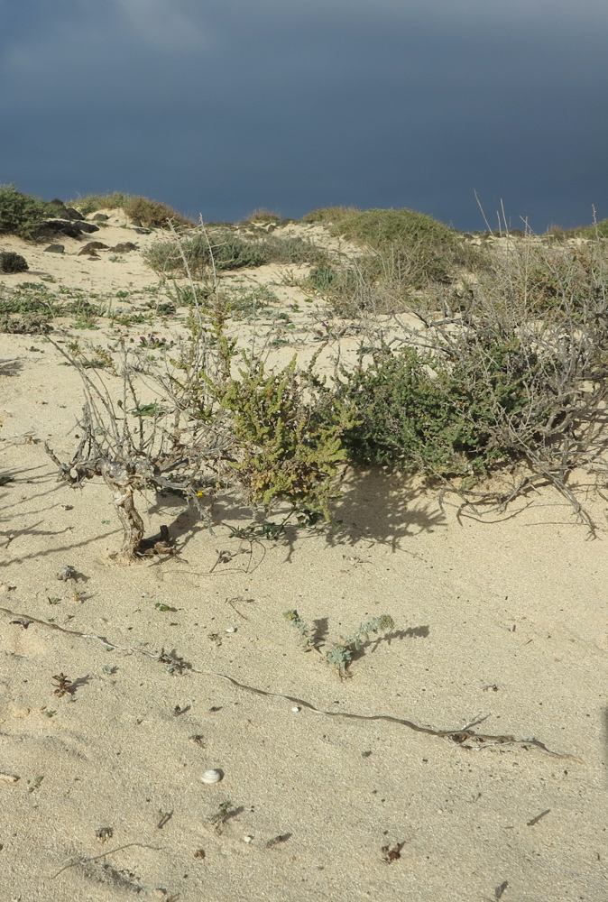 Изображение особи Salsola vermiculata.