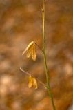 Genista tinctoria. Часть стебля с прошлогодними листьями. Средний Урал, Пермский край, Кунгурский р-н, правый берег р. Сылва, подножие камня Межевой, край соснового бора. 9 апреля 2016 г.