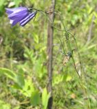 Campanula rotundifolia. Верхушка цветущего растения. Окр. Томска, опушка соснового леса. 16.08.2009.