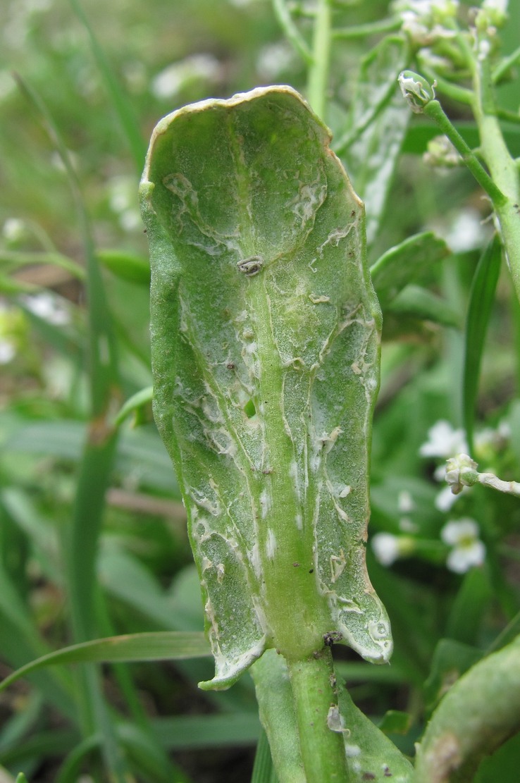 Изображение особи Calepina irregularis.