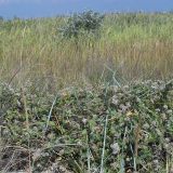 Cynanchum acutum. Цветущее растение. Украина, Запорожская обл., Бердянская коса, зарастающий пляж. Август 2006 г.