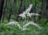 Cimicifuga dahurica. Соцветие. Приморье, Сихотэ-Алинский заповедник, бухта Голубичная, дубовый лес. 06.08.2012.