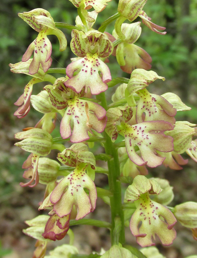 Image of Orchis &times; wulffiana specimen.