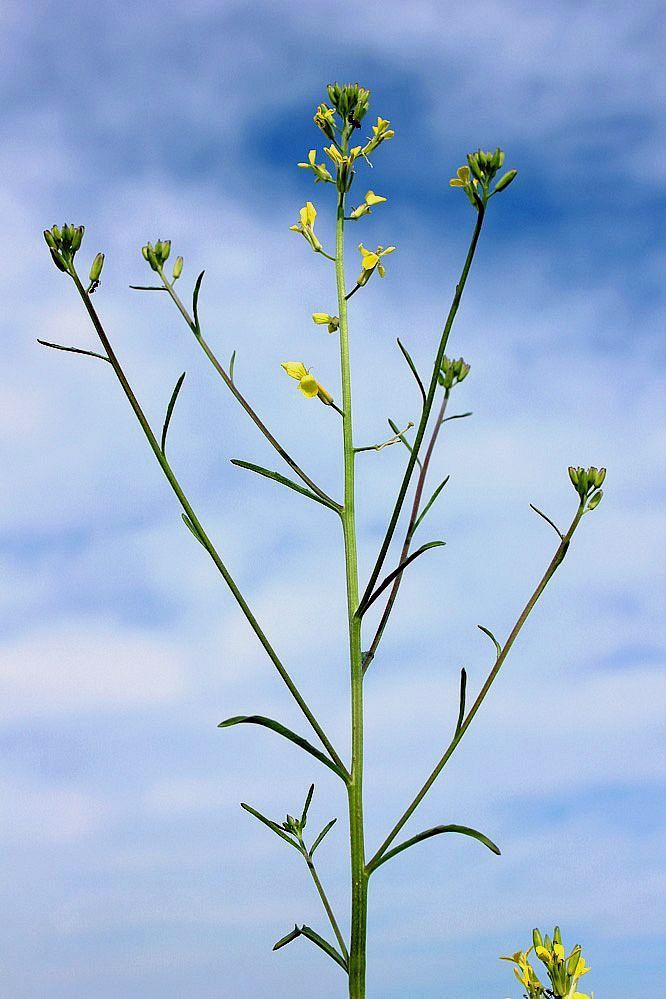 Image of Erysimum canescens specimen.