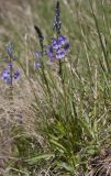 Veronica gentianoides