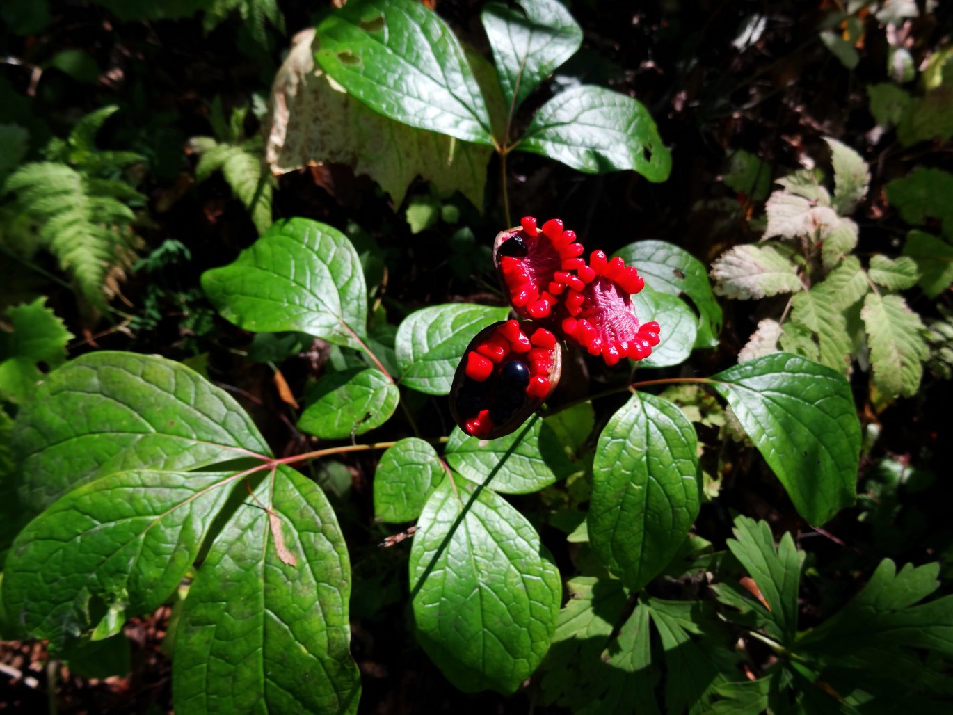 Image of Paeonia obovata specimen.