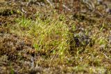 Funaria hygrometrica. Растения со спорогонами. Псков, долина р. Пскова у впадения в р. Великая, замшелый лужок на укреплённом берегу. 09.05.2016.