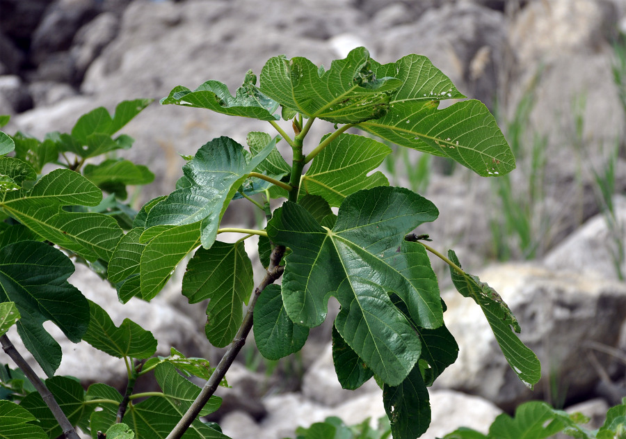 Изображение особи Ficus carica.