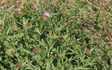 Centaurea trichocephala