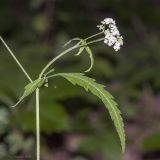 Torilis japonica