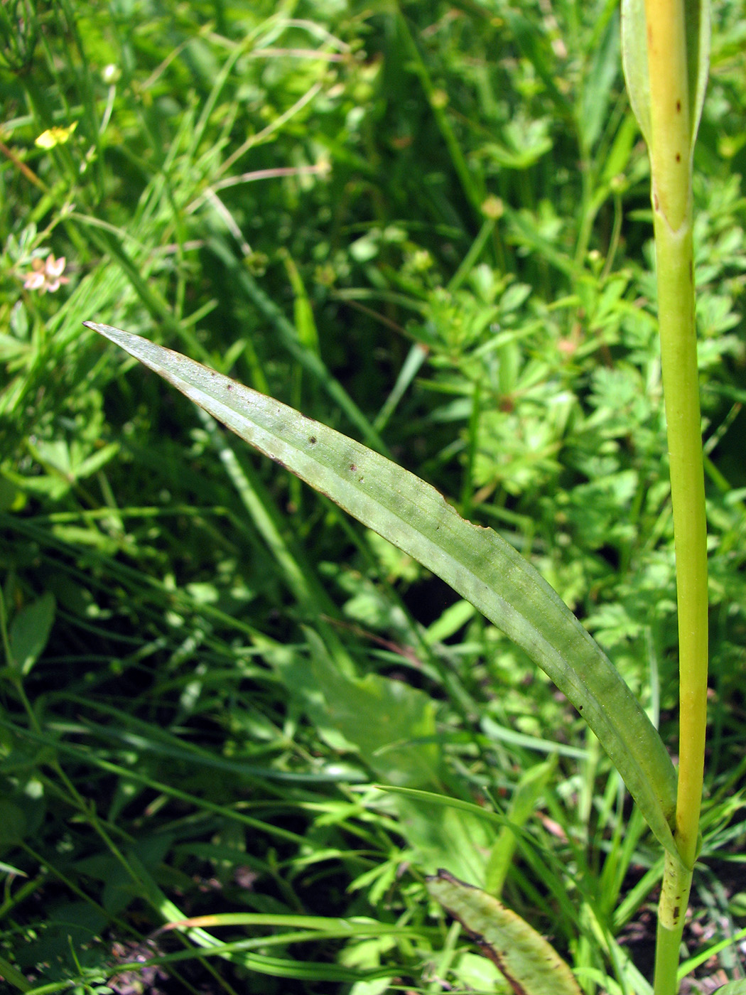 Image of Dactylorhiza baltica specimen.