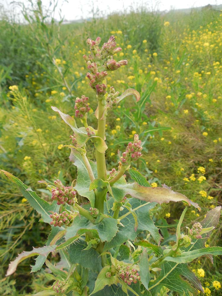 Изображение особи Lactuca serriola.