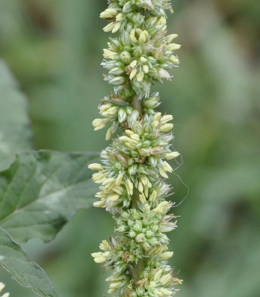 Image of Amaranthus spinosus specimen.