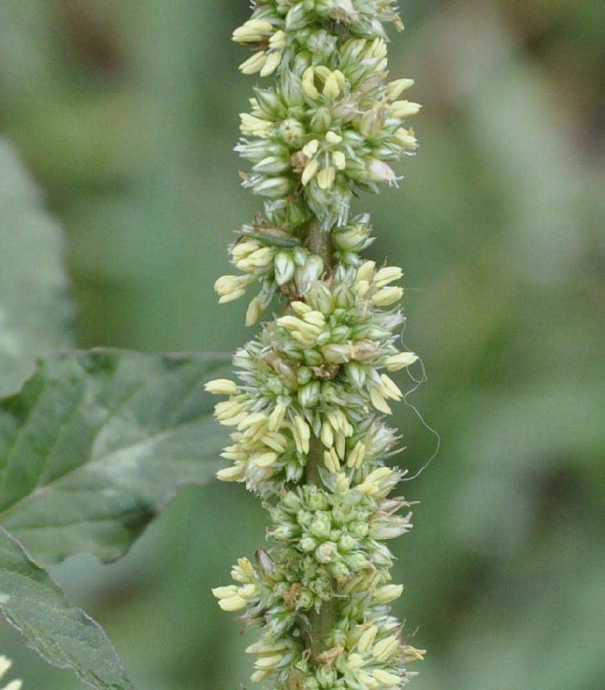 Изображение особи Amaranthus spinosus.