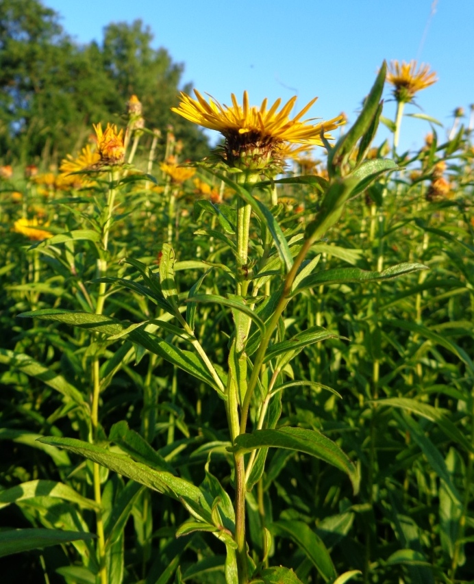 Image of Inula salicina specimen.
