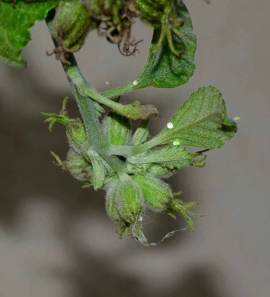 Image of Cordia parvifolia specimen.