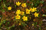 Saxifraga hirculus