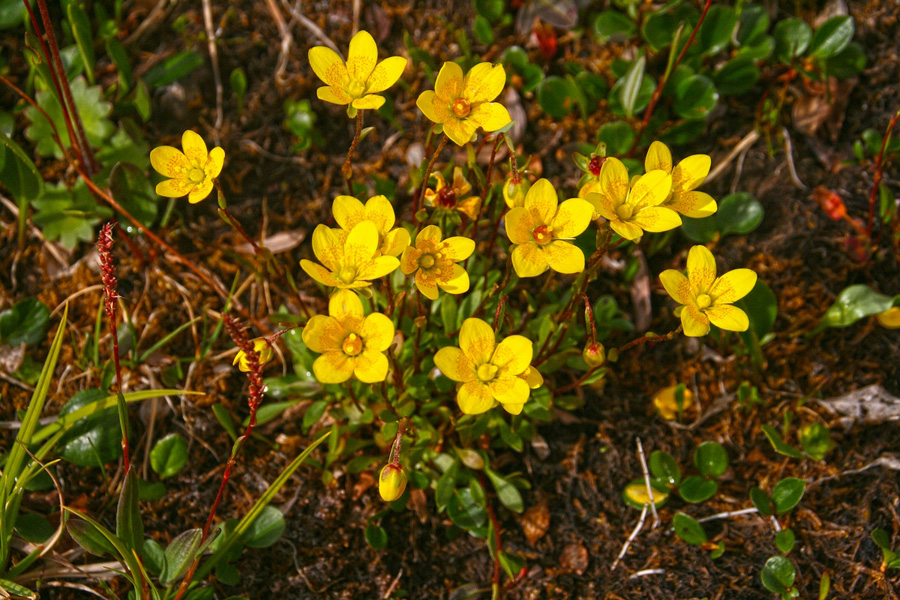 Изображение особи Saxifraga hirculus.