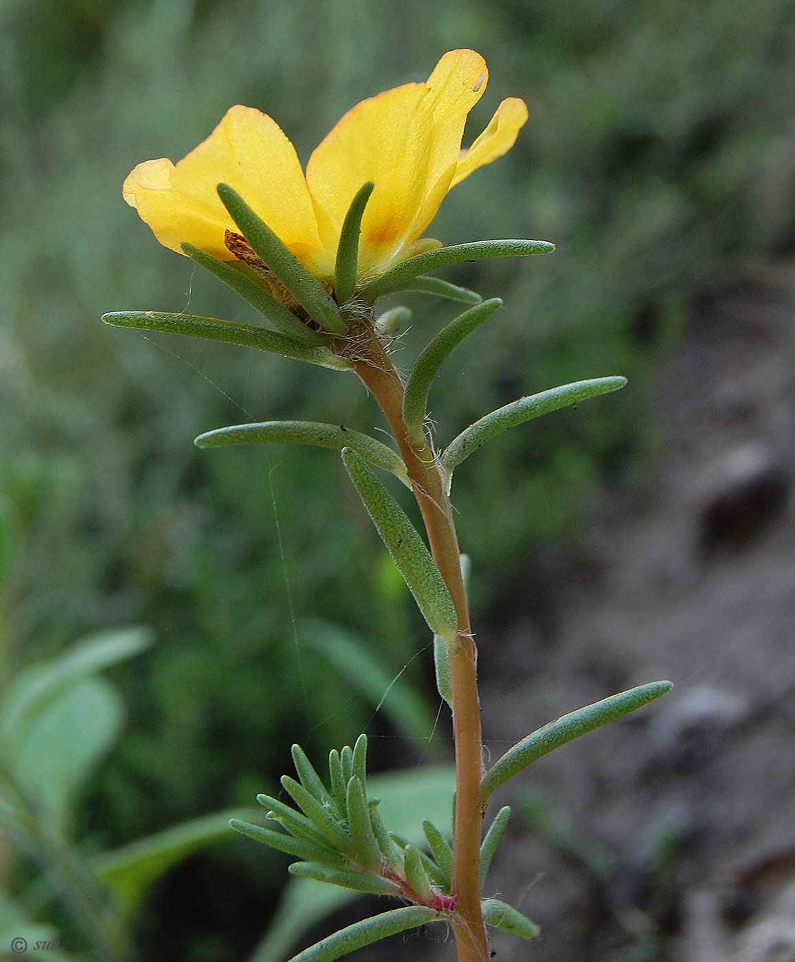 Image of Portulaca grandiflora specimen.