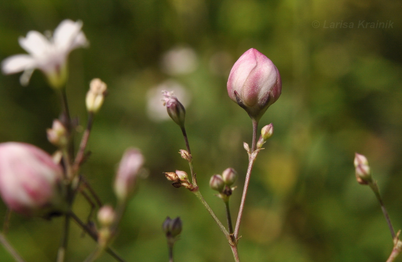 Image of Gypsophila pacifica specimen.
