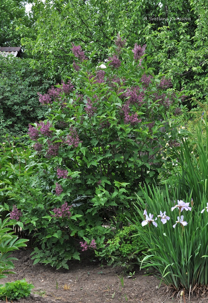 Изображение особи Syringa pubescens ssp. patula.