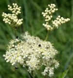 Filipendula ulmaria. Нераспустившееся и распустившиеся соцветия с кормящимися жуками. Беларусь, Минская обл., Минский р-н, окр. агрогородка Ждановичи, луг у водохранилища Дрозды. 18.06.2016.